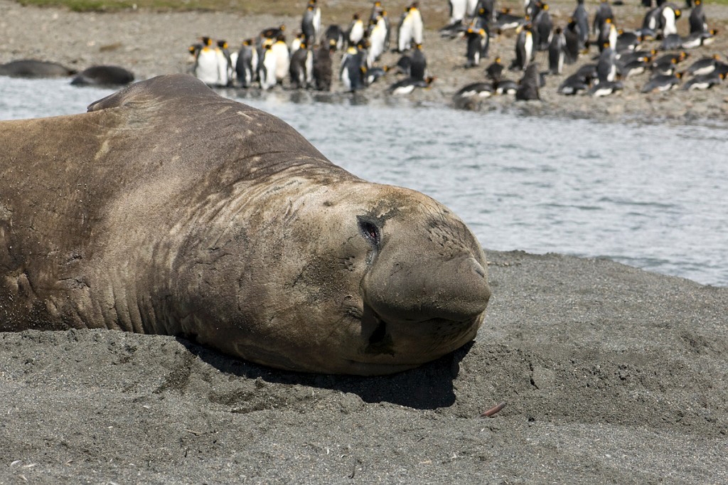 Elephant seal.20081113_3878.jpg - Southern Elephant Seal (Mirounga leonine), South Gerogia November 2008